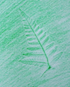Crayon rubbing of fern leaf